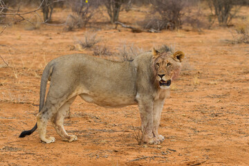 Young male lion walking in Erindi Private Game Reserve in Namibia