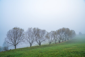 Colorful trees in the Carpathian mountains covered with thick gray fog