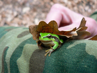 Tree Frog on the leaf, Caucasus, South of Russia