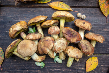 fresh mushrooms on wooden board