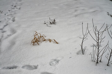 Past grass under the snow