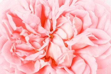 Pink flower in very high detail, macro. Pink abstract background