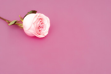 Sweet pink rose flower for love romantic background. Soft selective focus. Copy space.