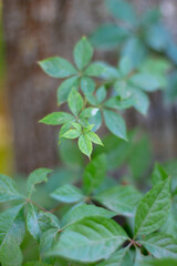 Green leaves of wild grape. natural texture