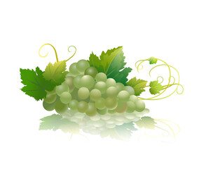 Bunch of green grapes isolated on white. Vector illustration.