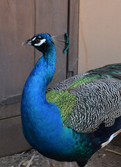 Gorgeous Cobalt Blue Peacock with Stunning Feathers