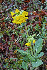 common cowslip plant in blooming