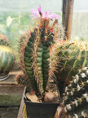 Kwiat kaktusa - obrazy, fototapety, plakaty