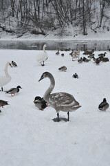 Beautiful gray swans and ducks near the river in the winter