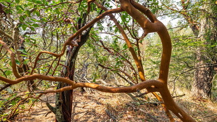 Old, dry, crumpled tree against a blurry forest background, selective focus