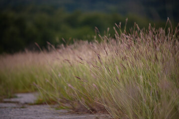 Bothriochloa ischaemum plant near the road. yellow bluestem grass on cloudy day 