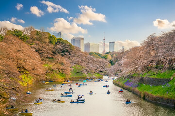 Chidorigafuchi park during the spring season with sakura in Tokyo