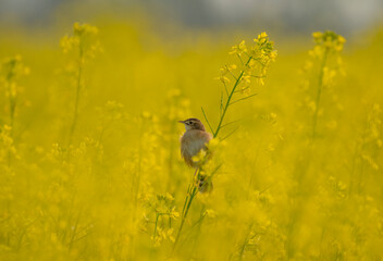 bird on a flower
Bird name- Zitting Cisticola