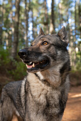 Portrait of Czechoslovakian wolf dog in the forest. Dogs portraits.