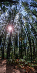 Tall trees rising skyward from forest floor with fern fronds and sunbeams shining through branches.