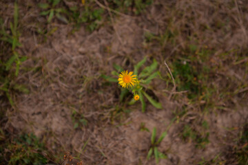 Inula salicina wild medicinal plant. a single irish fleabane yellow flower