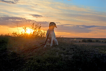 Breton dog in the light of sunset. Enjoying the sundown with cloudy sky.