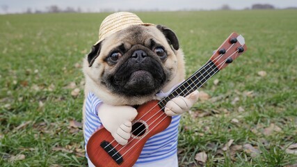 Portrait of cute funny pug dog playing on guitar in green field, dressed in straw hat like farmer