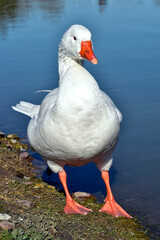 White domestic goose (Anser anser domesticus) walking near a pond
