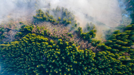 forest tree needles the view from the top fog clouds