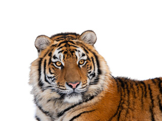 tiger portrait isolated on white background