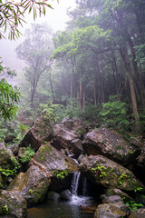 Misty forest with stream landscape , Blue Mountains, Australia