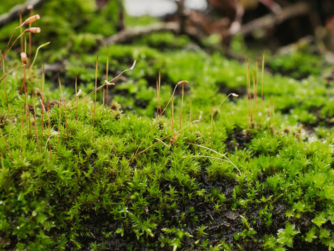 Close up of twisted moss (Syntrichia ruralis), focus on foreground