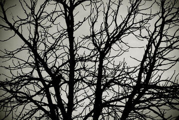 Dramatic view of tree branches in black and white. Branches background.