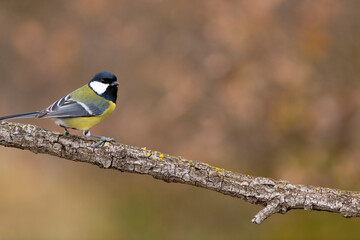 Carbonero (Parus major) comiendo en una rama entre hojas otoñales