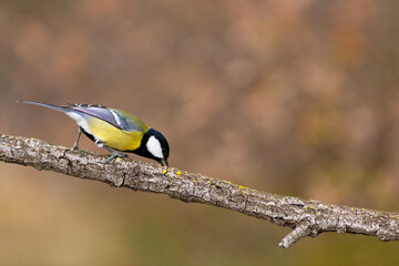 Carbonero (Parus major) comiendo en una rama entre hojas otoñales