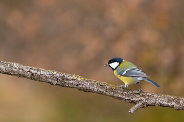 Carbonero (Parus major) comiendo en una rama entre hojas otoñales