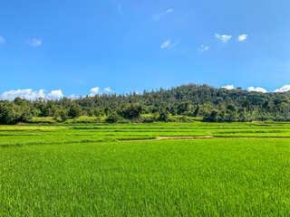 green field and blue sky