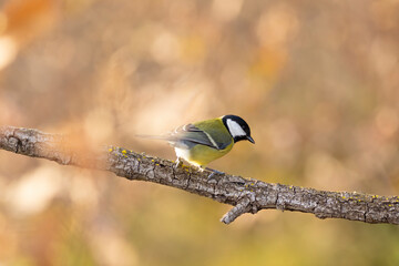 Carbonero (Parus major) comiendo en una rama entre hojas otoñales
