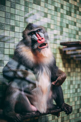 Baboon Monkey Ape in Zoo Cage Glass
