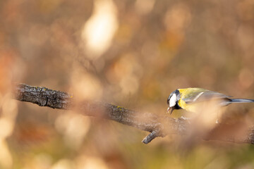 Carbonero (Parus major) comiendo en una rama entre hojas otoñales