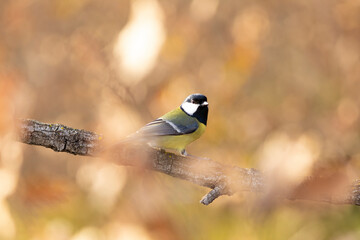 Carbonero (Parus major) comiendo en una rama entre hojas otoñales