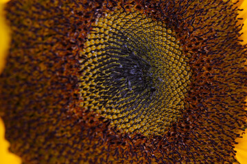 sunflower inside