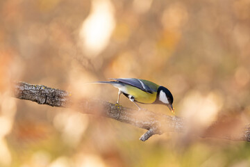 Carbonero (Parus major) comiendo en una rama entre hojas otoñales