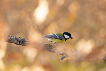 Carbonero (Parus major) comiendo en una rama entre hojas otoñales
