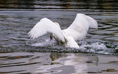 Life on lake, white swan with wide spreading wings atacks