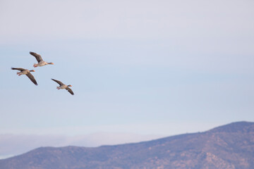 Pareja de ánsare comunes, gansos comunes u ocas comunes en un lago (anser anser)