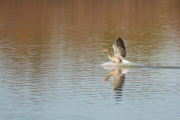 Ánsar común (anser anser) aterrizando en un lago