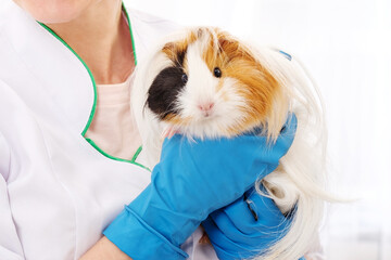 Hairy peruvian guinea pig in great veterinarian clinic, close up