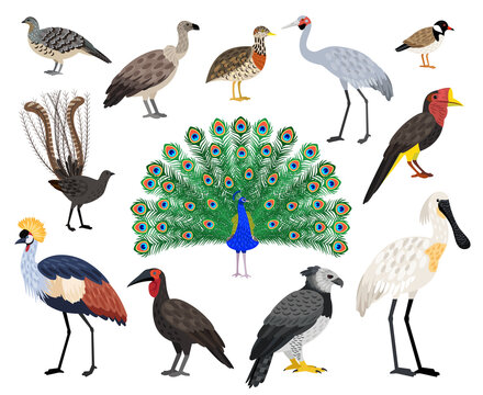 Colored exotic bird set. Cartoon beautiful flying characters with beak and feathers, vector illustration of birds with cute coloring plumage isolated on white background