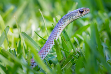 Yellow-faced Whip Snake (Demansia psammophis) on lawn. Bogangar, NSW, Australia.