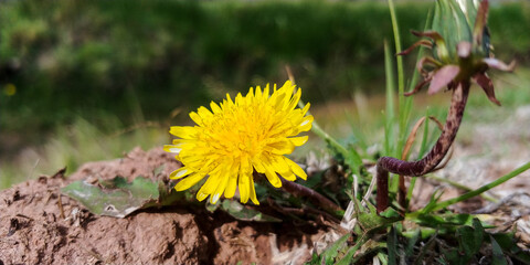 Diente de le&oacute;n