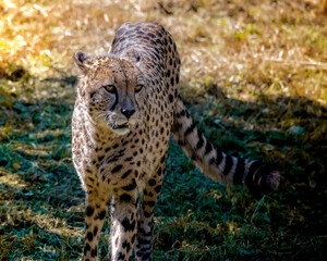 Cheetah hunting a prey