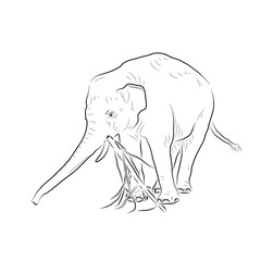 Sketch. Elephant playing with tree. Handmade.