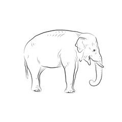 Sketch of growling elephant.Handmade.