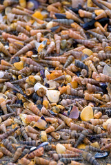 Vollbildaufnahme von Schneckenhäusern am Strand in der Camargue, Background © GUGU MANNSCHATZ